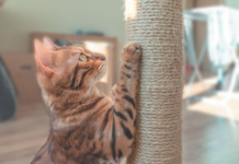 Cats like vertical scratching posts, but it’s good to have two or three different types in the house, including a horizontal one.
