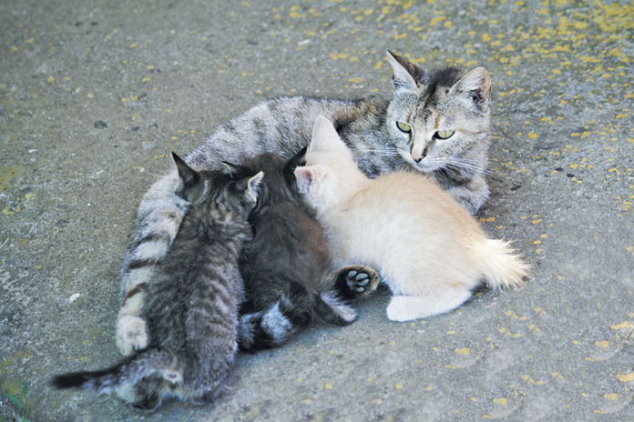 Newborn kittens can’t hold their body heat. Their mothers curl around them to keep them warm.
