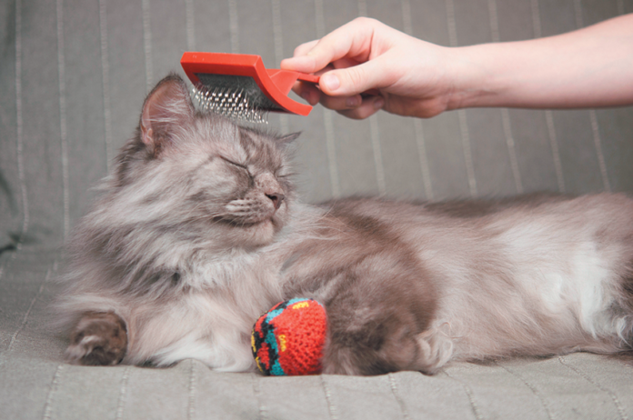 Long-haired cats are more prone to hairballs, but regular brushing can cut down on their frequency. 