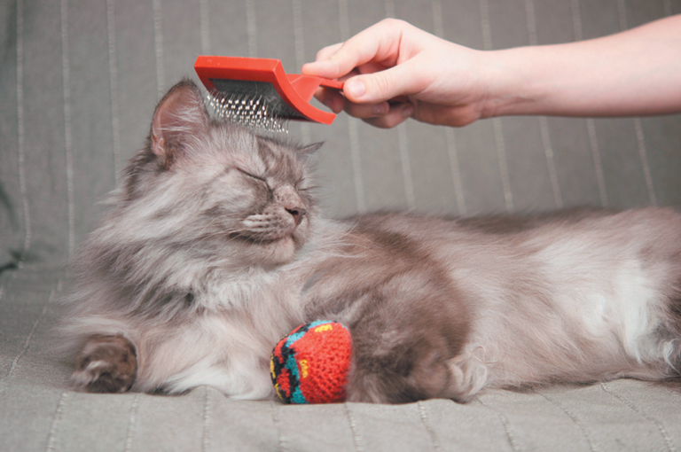 Hairballs Are Nothing to Worry About — Usually Tufts Catnip