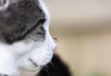Mosquito on Cats nose