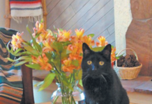 Anesthesia is safe for an old cat. But don’t let him eat the lilies!