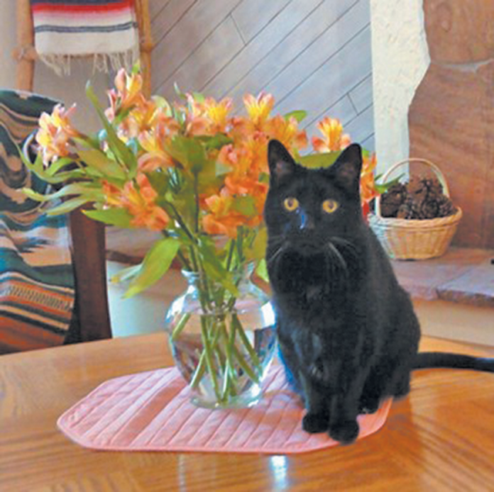 Anesthesia is safe for an old cat. But don’t let him eat the lilies!