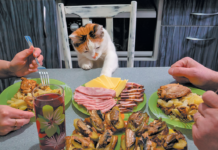 Does your cat think your mealtime is her mealtime?
