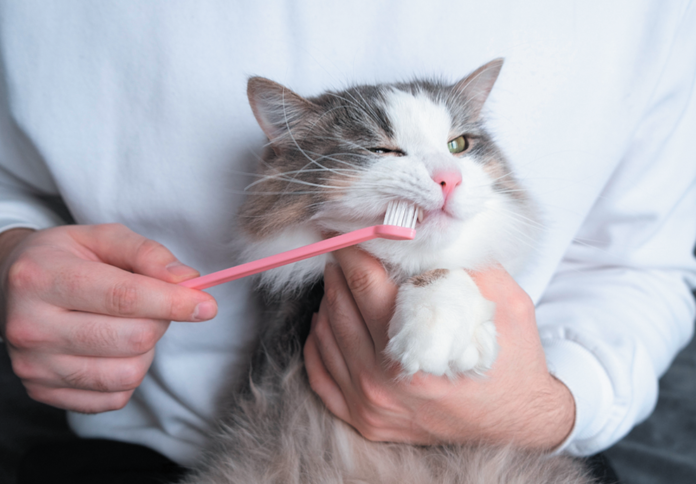 Cavities aren’t an issue, but there are other essential reasons to brush a cat’s teeth.
