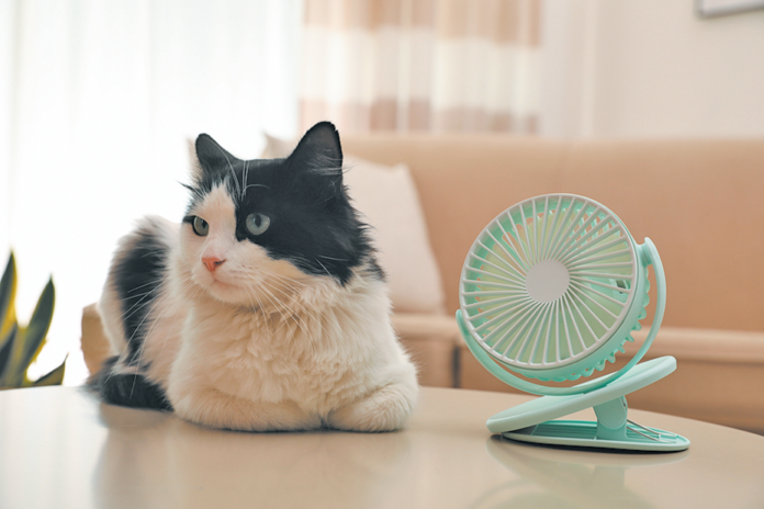 No need to put on a fan. He will find a shady spot to keep cool.