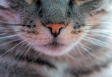 Why cats have whiskers, how they can lose them, and what to do about it.