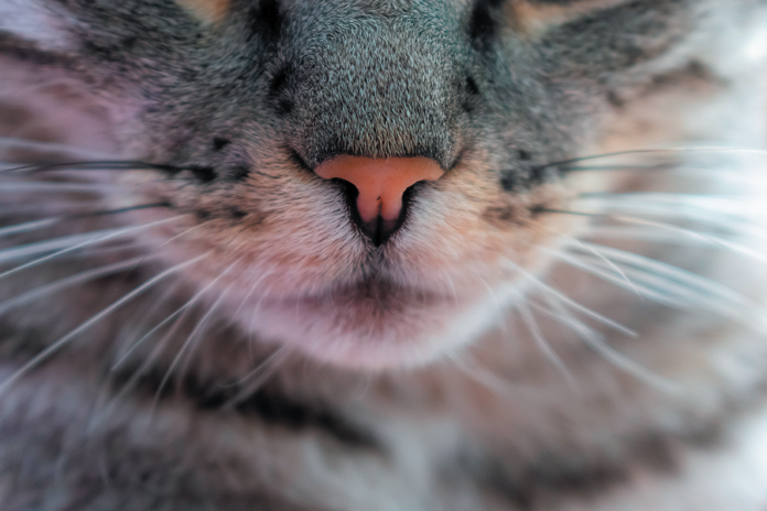 Why cats have whiskers, how they can lose them, and what to do about it.
