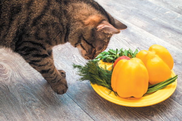 Can Cats Be Vegans? - Tufts Catnip