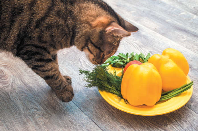 It is much more complicated for a cat to be a healthy vegan than a person.