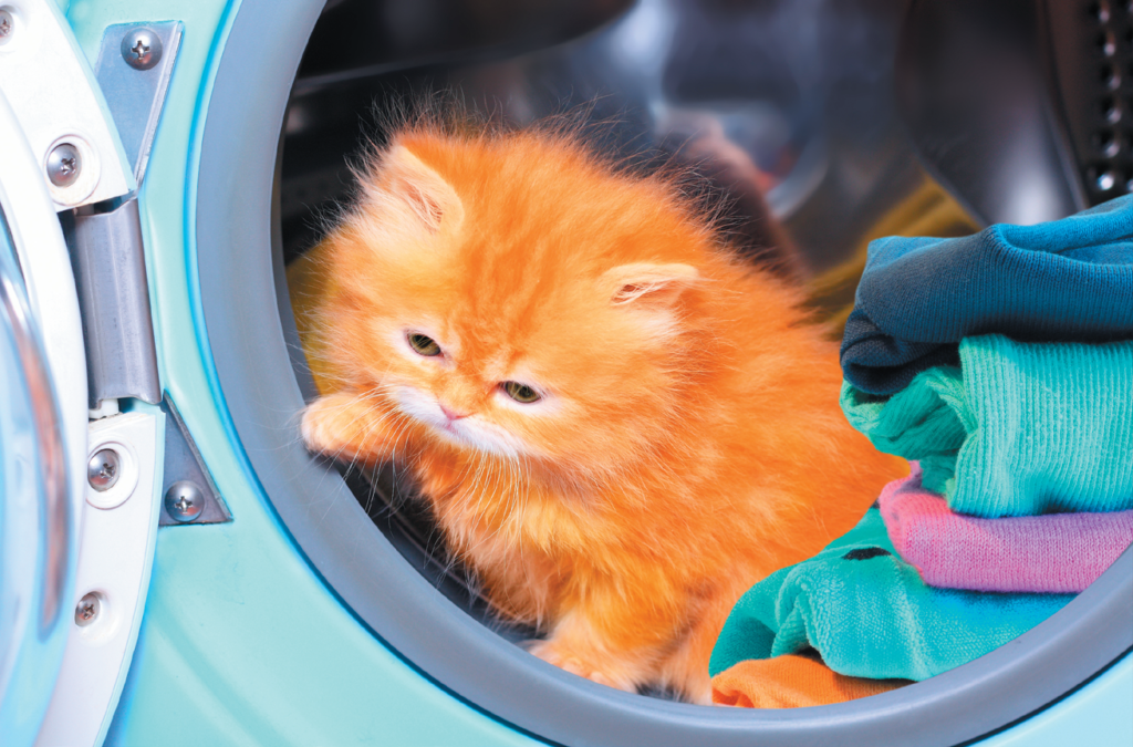 Cats and Clothes Dryers Tufts Catnip