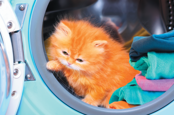 Letting a cat anywhere near a clothes dryer is a bad idea.