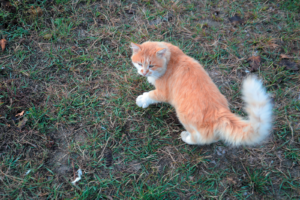 With his tail blown out, this cat is feeling alarmed and agitated.