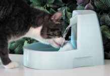 A cat-sized water fountain may be just the thing.