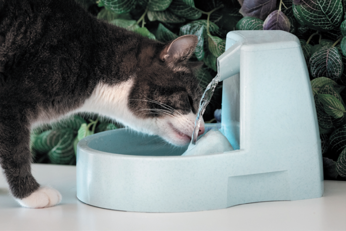 A cat-sized water fountain may be just the thing.