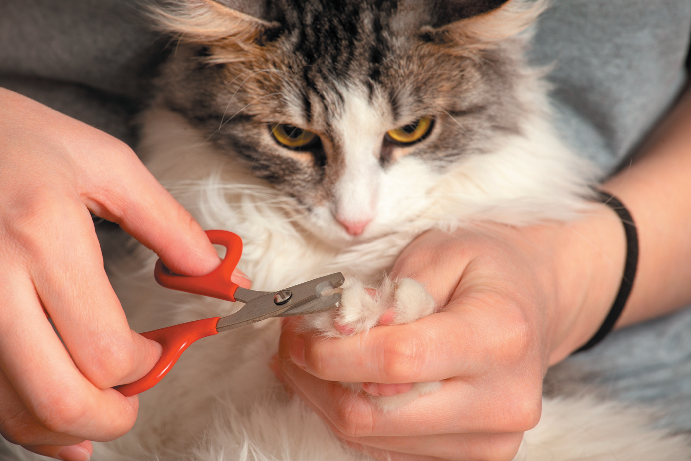 Nail Trimming Made Easier - Tufts Catnip