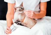 Some — not all —cats are pretty chill about taking a pill.