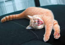 When’s the last time your cat gave a luxurious stretch and yawn?