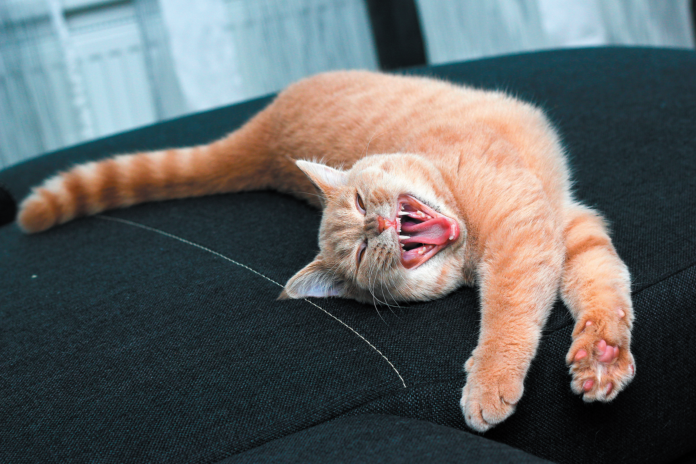 When’s the last time your cat gave a luxurious stretch and yawn?