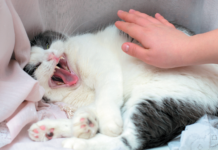 If your cat is aggressive with you, your own behavior may be influencing hers.