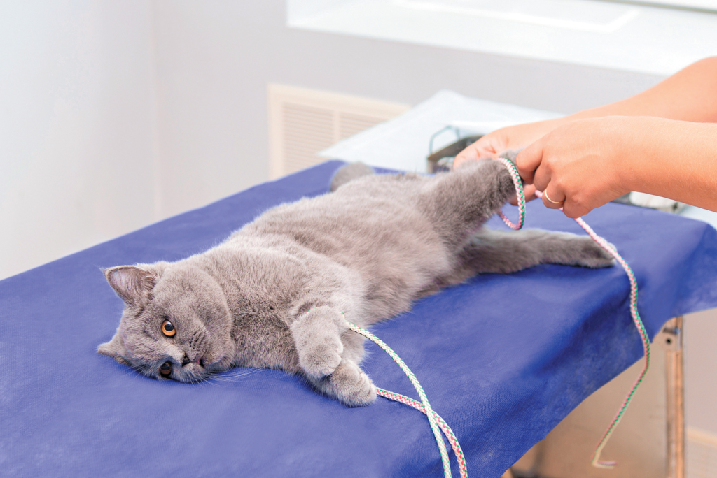 How Long Should A Cat Fast Before Surgery