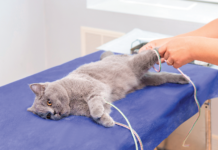 The official recommendation for how long a cat should fast before undergoing anesthesia may differ from what the veterinarian tells you. Listen to the doctor.