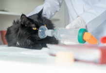 A cat with asthma who learns to use an inhaler can often enjoy significant relief from symptoms.