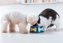 It is a really bad idea to let your cat regularly eat dog food rather than her own diet.