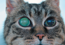 This cat has acute glaucoma.