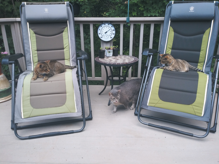 Tim Watters’ three cats, Nemo, Muzzy, and Choo-Choo, are fine outside as long as they’re not too close to the mosquito repellent diffuser.