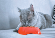 Spaying or neutering can result in an increased appetite.