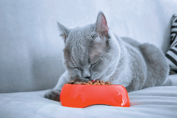 Spaying or neutering can result in an increased appetite.