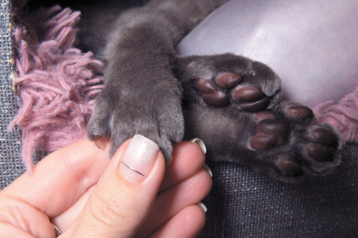 It's important to gradually adjust your cat to letting you examine her paws.