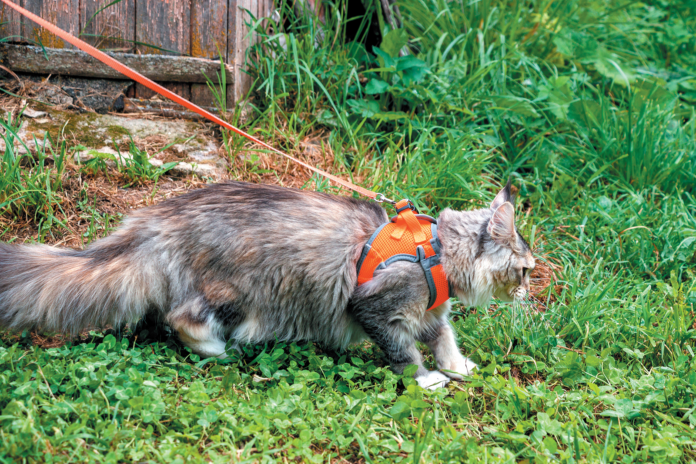 There are safe ways for your cat to be outside.