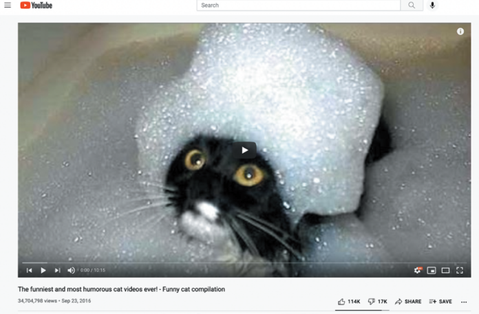 When you search for “funny cat videos” on YouTube, things like this pop up. Does it look like the cat finds it funny?