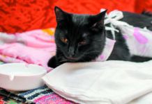 A cat may be allowed to eat the evening of the surgery if she was operated on in the morning, but she’ll have to build back up gradually to her usual portion size.