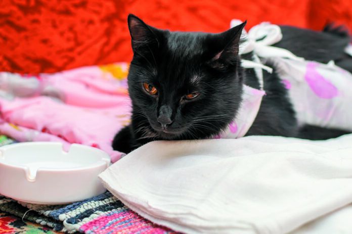 A cat may be allowed to eat the evening of the surgery if she was operated on in the morning, but she’ll have to build back up gradually to her usual portion size.
