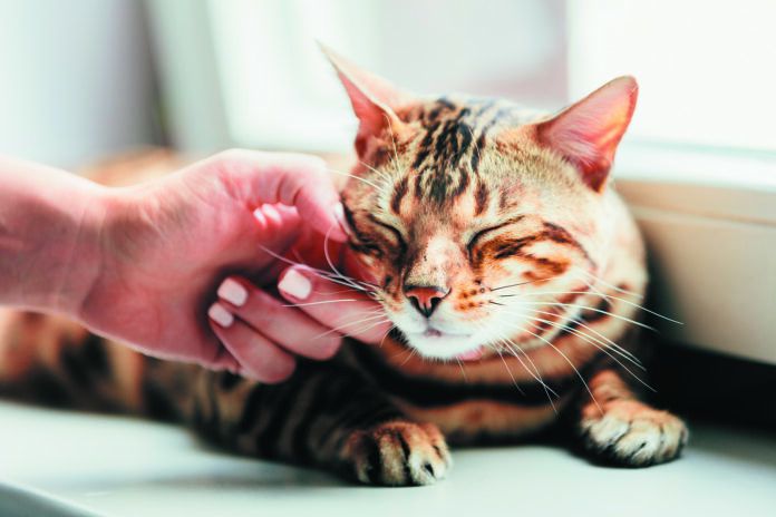 There are certain parts of the body where cats really liked to be touched.