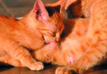 Roundworms can easily be transmitted from mother to kitten during nursing.
