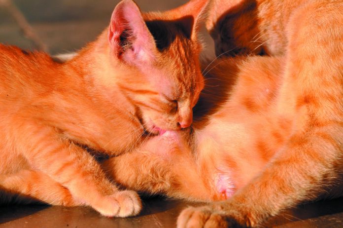 Roundworms can easily be transmitted from mother to kitten during nursing.