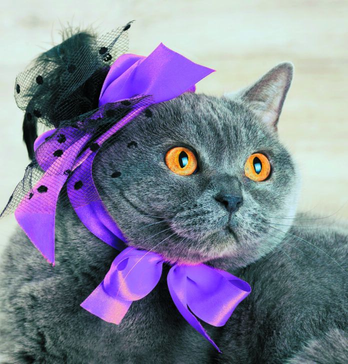 Not only does the cat look unhappy. The ribbons are an intestinal disaster waiting to happen.