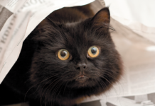 Were you hoping for a sociable pet but ended up with a scaredy cat?