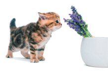 Cats and lavender plants: Not a great idea.