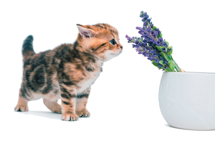 Cats and lavender plants: Not a great idea.