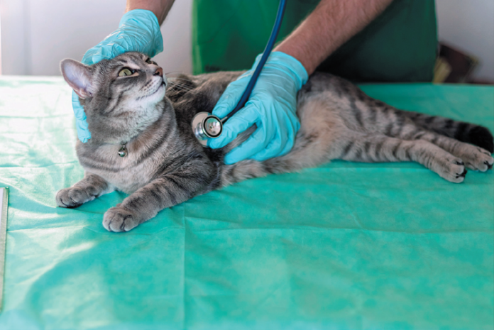These days, more veterinarians are asking people to wait in the car while they examine their pets.