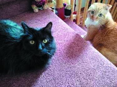 Jackie Dobrovolny wonders if her two cats, Ebby (left) and Pumpkin, can be left alone at home longer than a cat by itself.