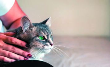 You might feel a lump by accident as you stroke your pet. They frequently make themselves known by touch rather than by sight.