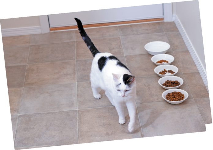 Are picky feline eaters born that way or inadvertently taught by their owners to turn up their noses at food?