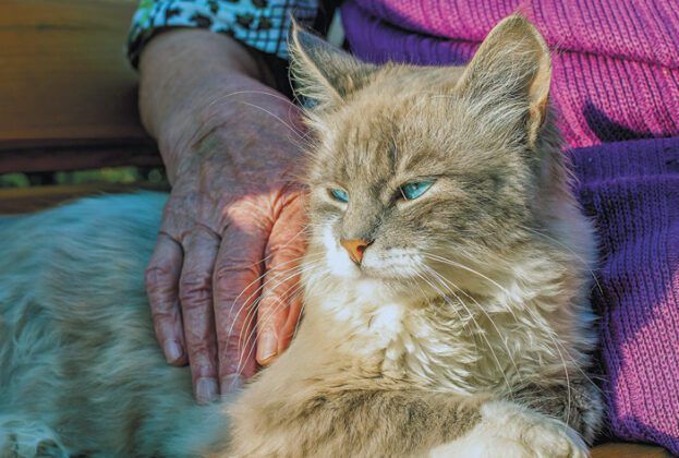 Dementia, Heart Disease, Less Likely Among Cat Owners - Tufts Catnip