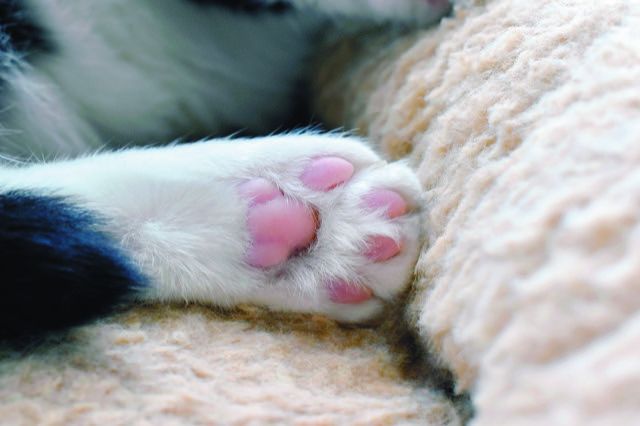 Pillow Foot In Cats: Plasma Cell Pododermatitis